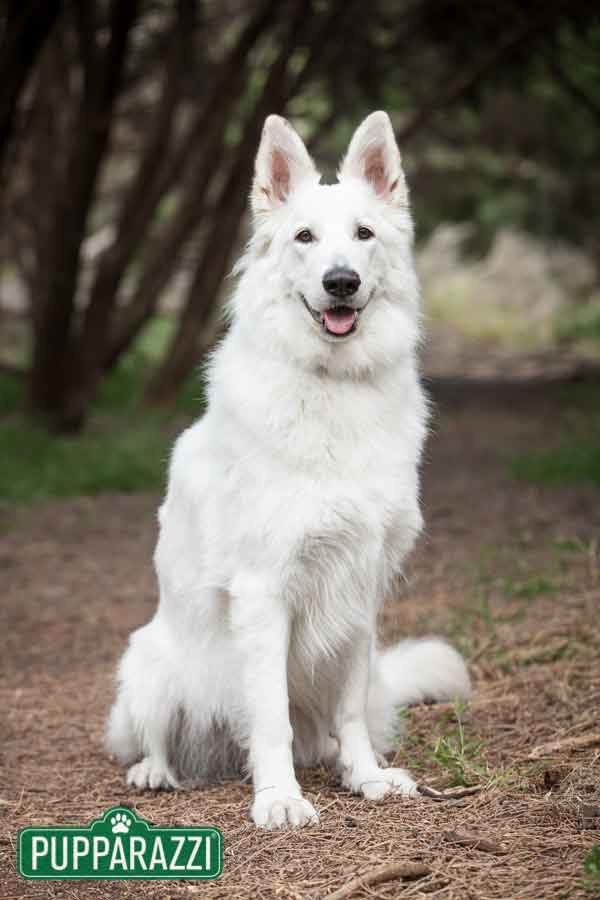 Heidi the White German Shepherd - Pet Photographer Melbourne