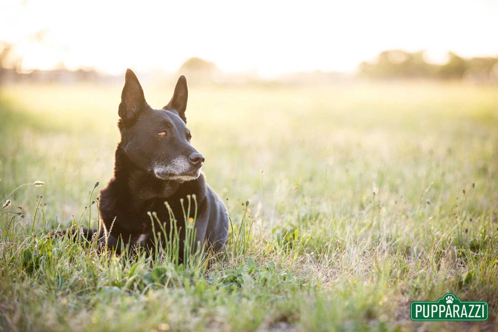 melbourne-pet-photography-pupparazzi-pet-photographer