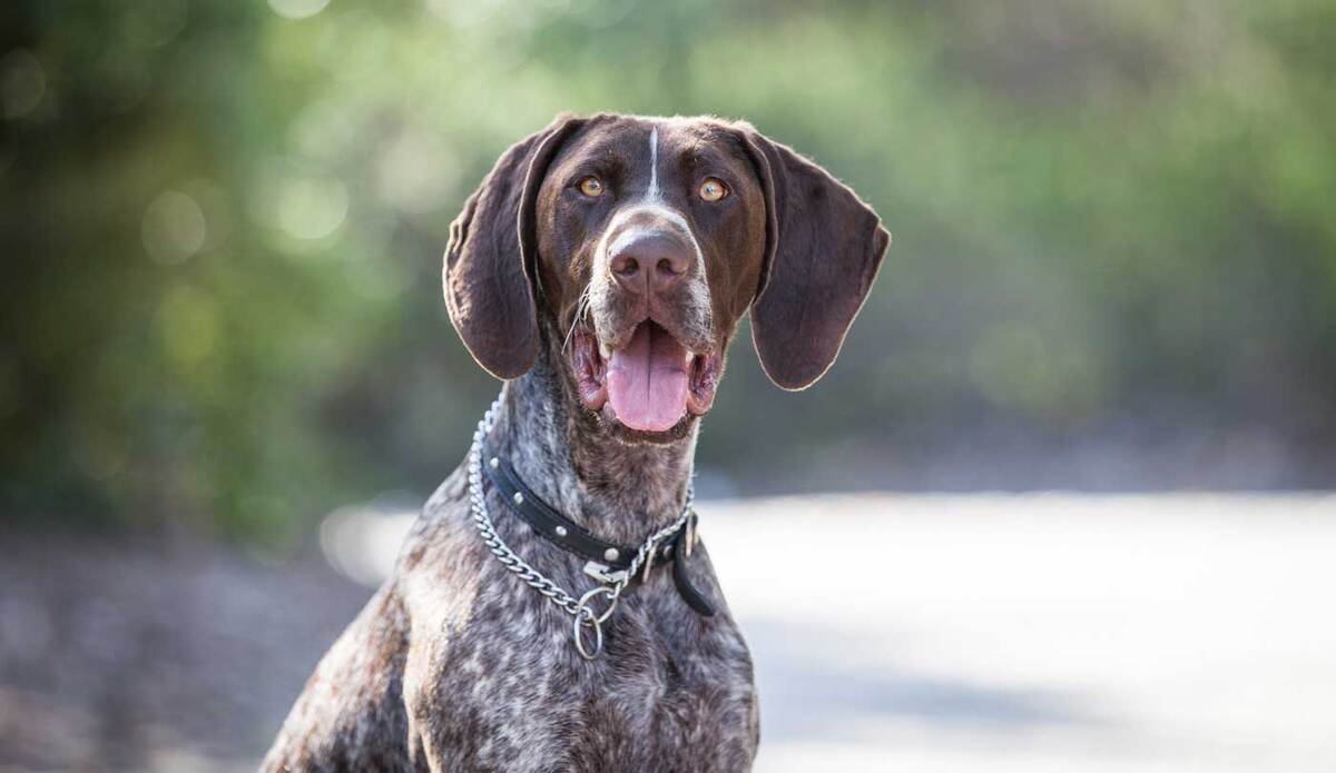 Zero, English Pointer | Professional Pet Photography