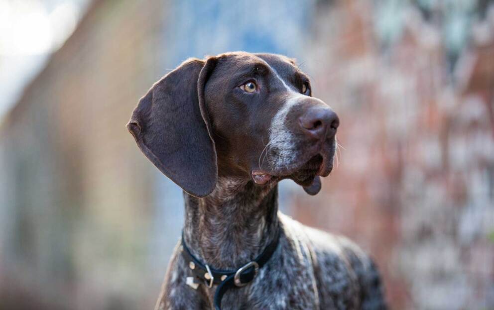 Zero, English Pointer | Professional Pet Photography