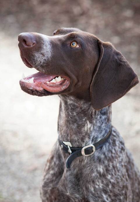 Zero, English Pointer | Professional Pet Photography