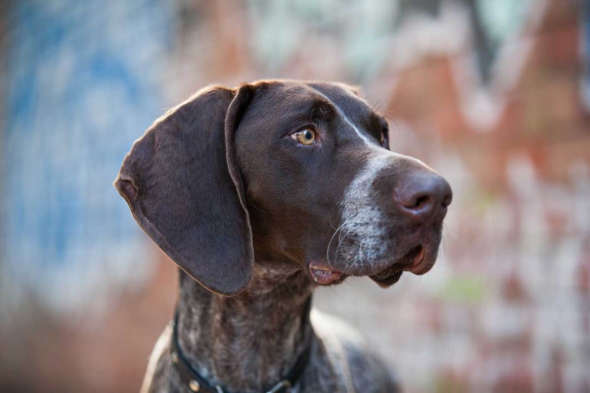 Zero, English Pointer | Professional Pet Photography