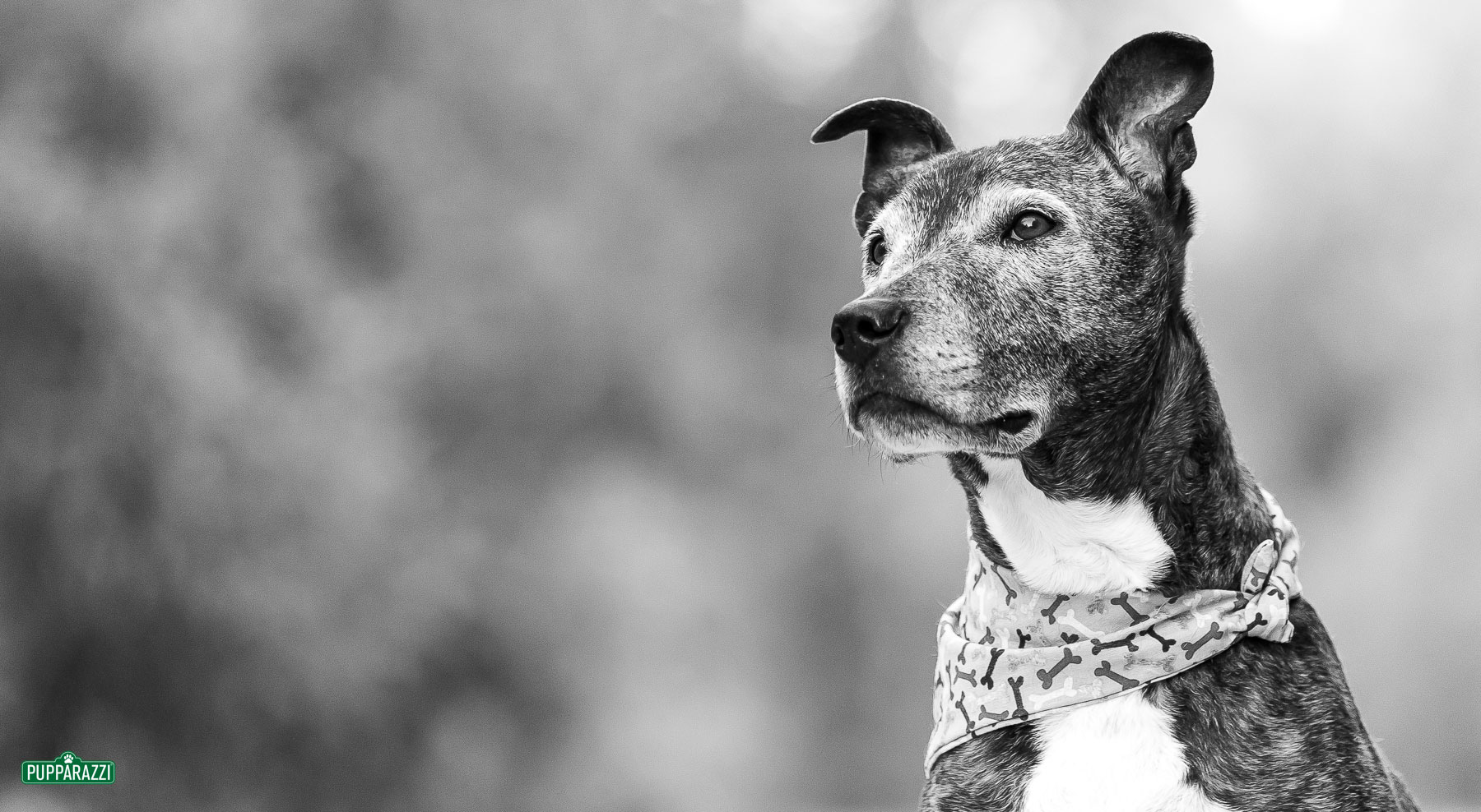 dog-photographer-melbourne