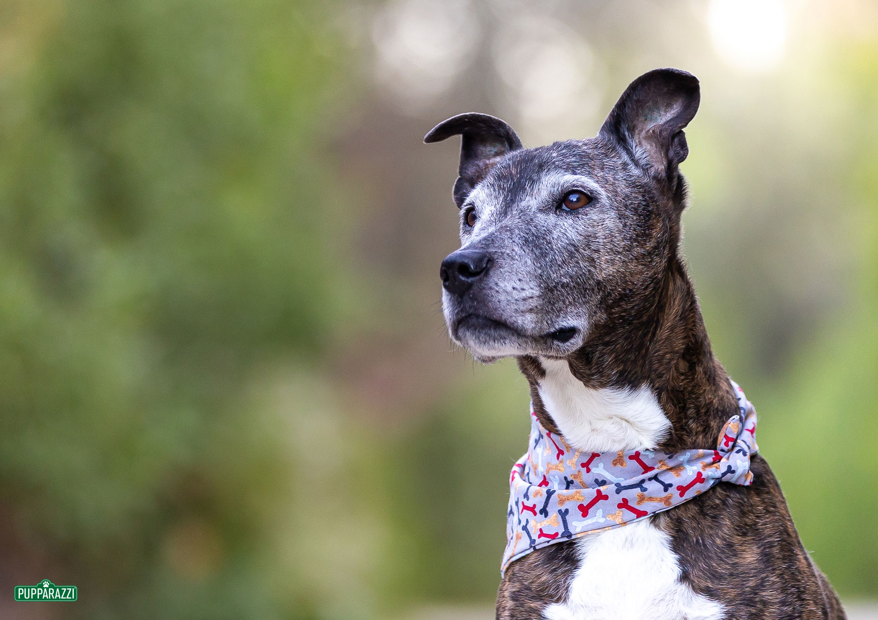 dog-photographer-melbourne