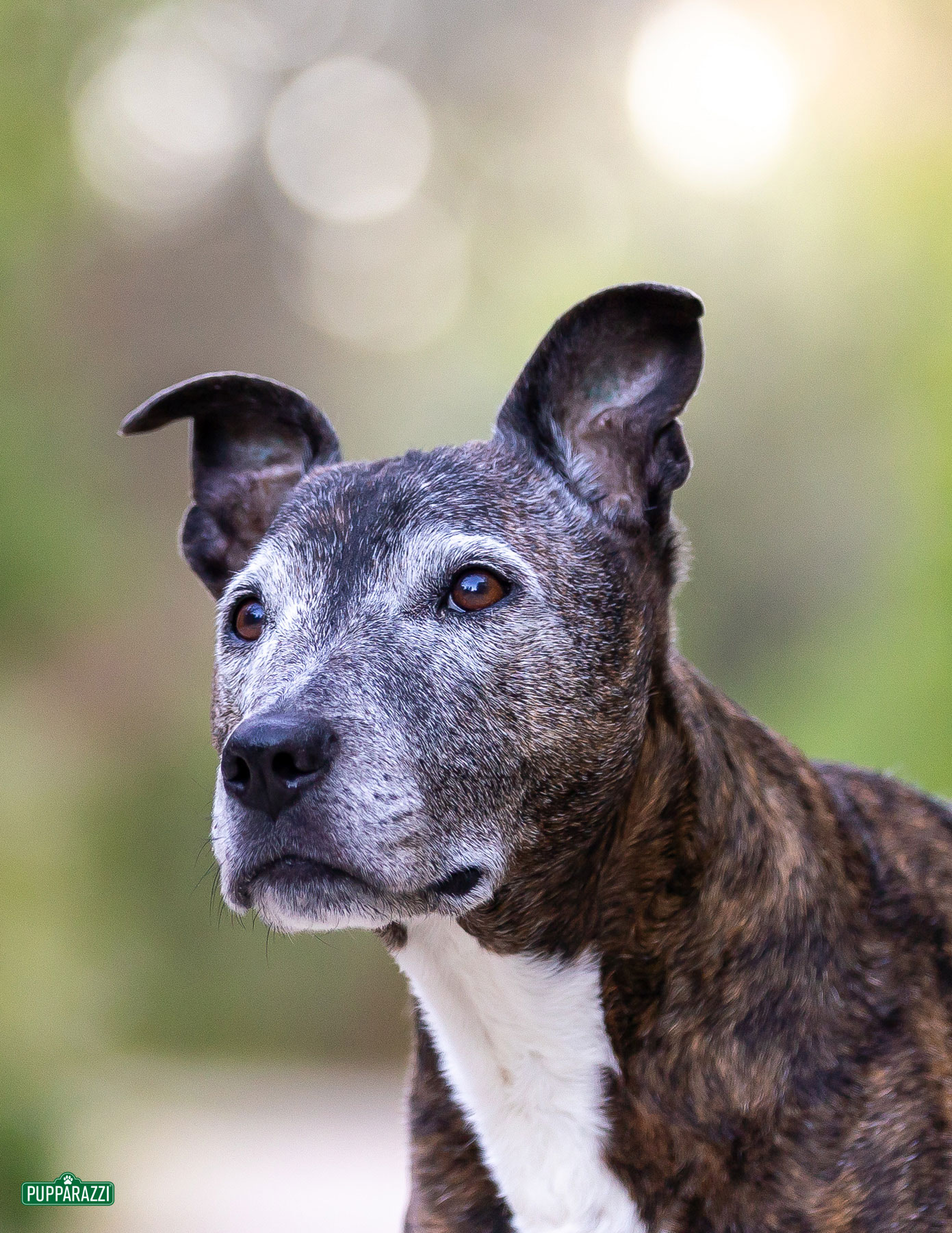 dog-photographer-melbourne