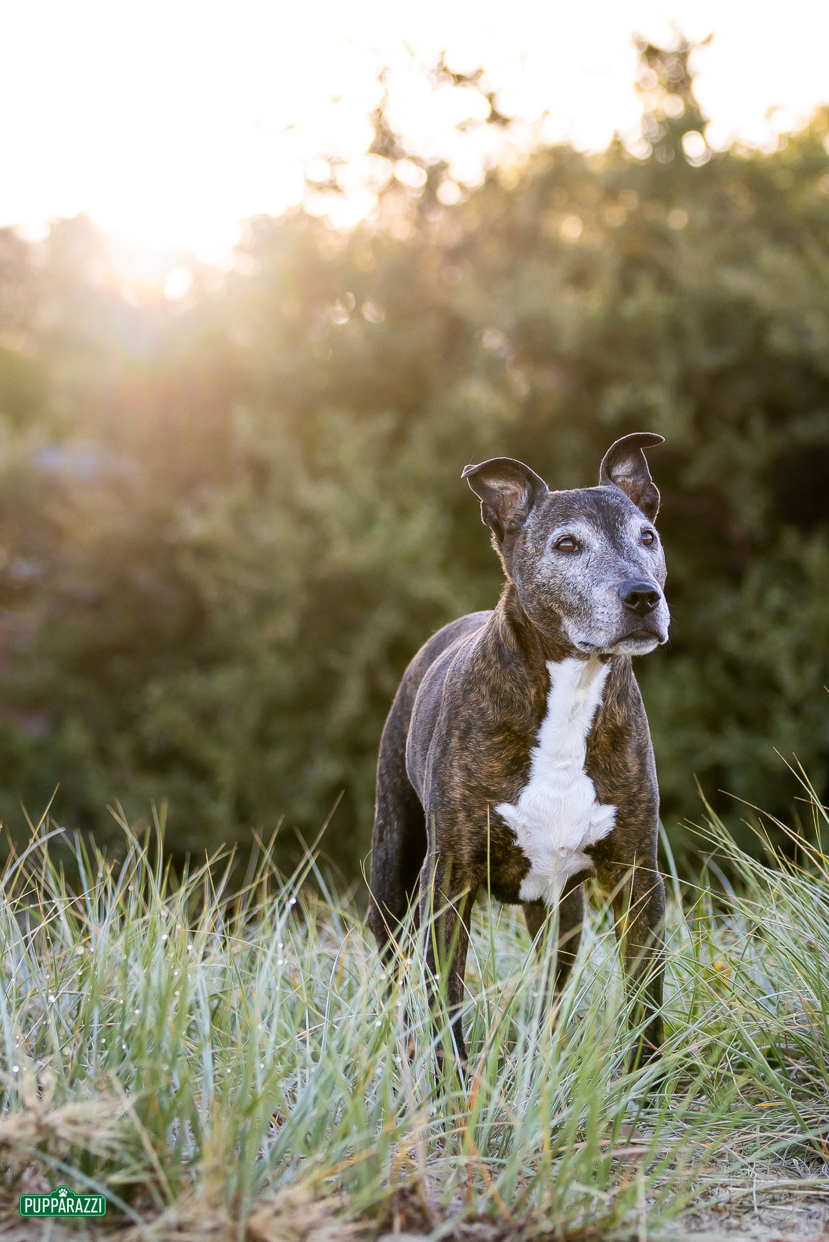 dog-photographer-melbourne