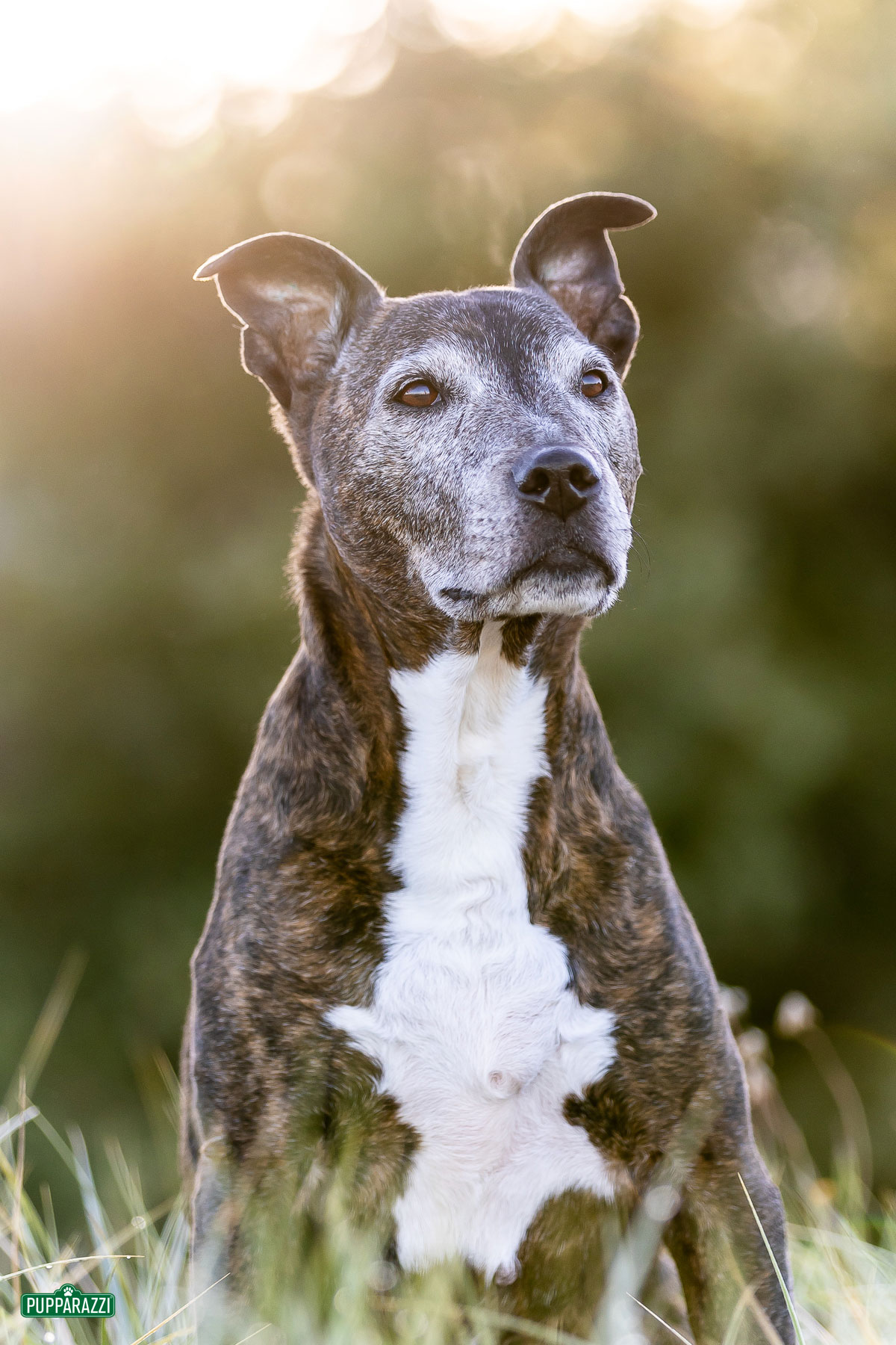 dog-photographer-melbourne