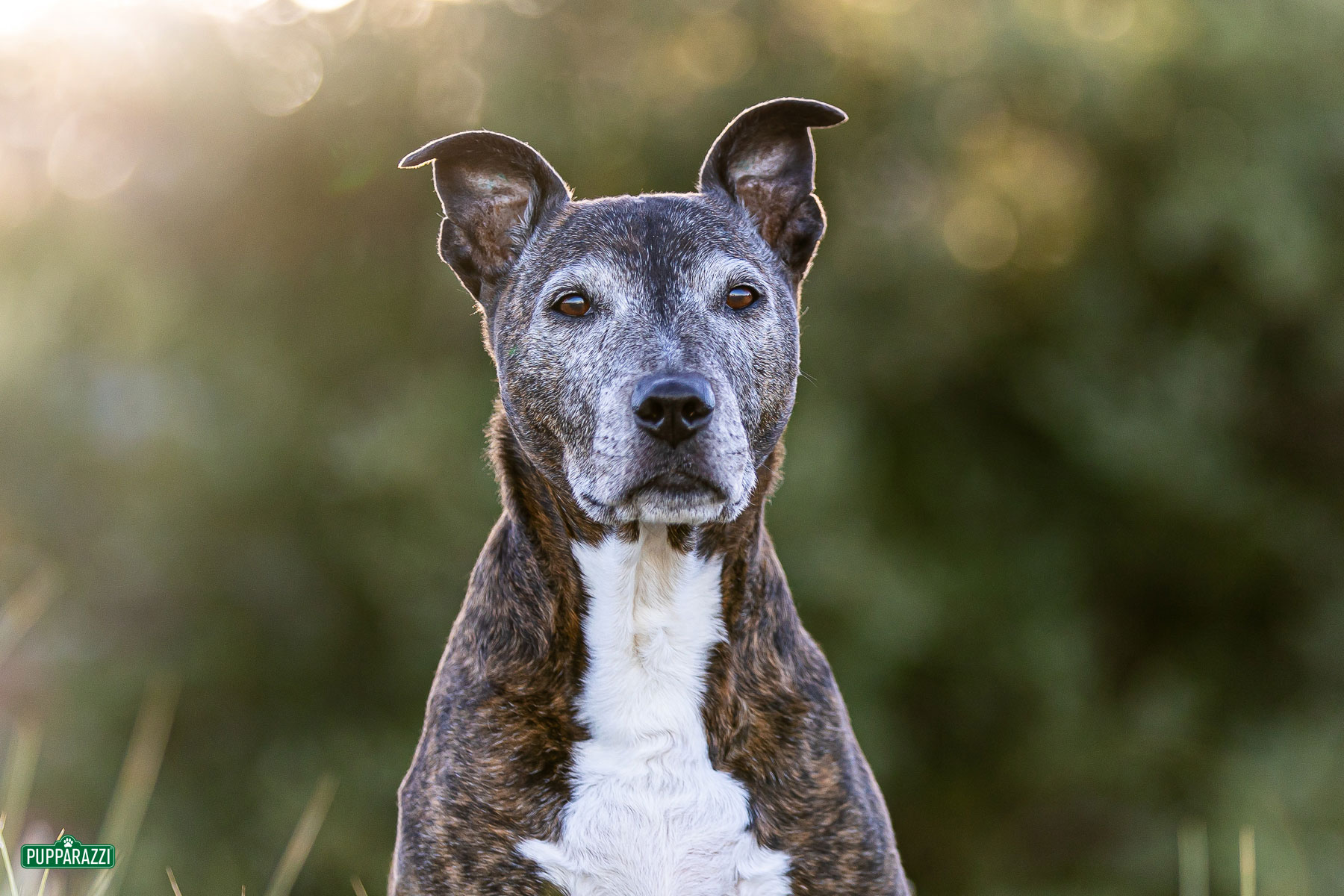 dog-photographer-melbourne