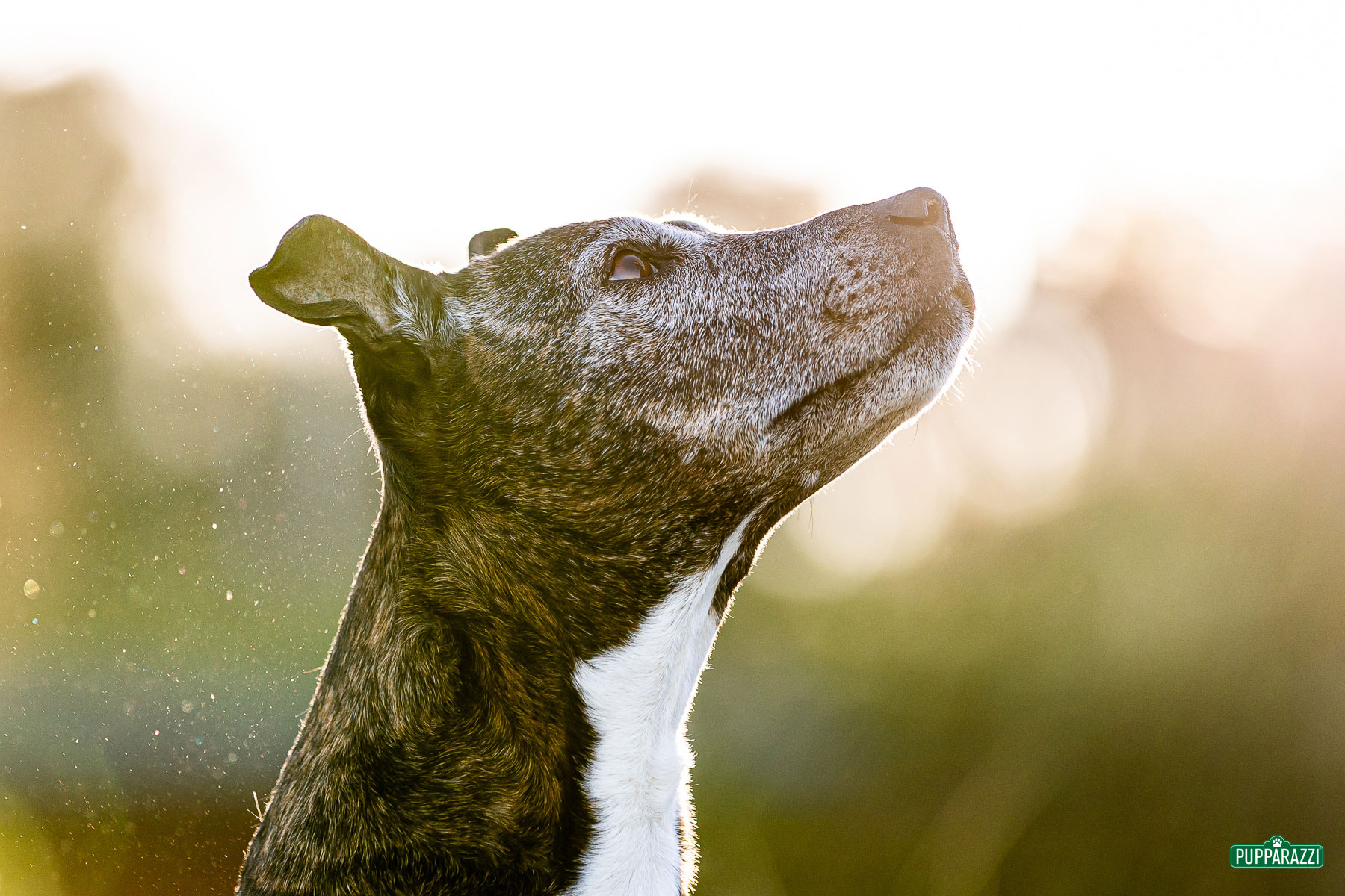 dog-photographer-melbourne