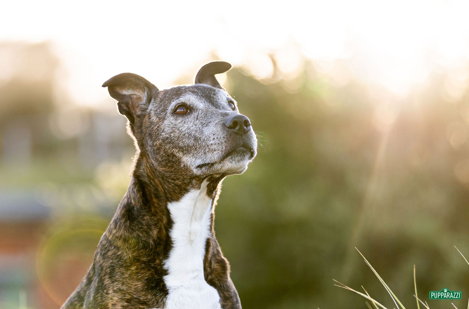 dog-photographer-melbourne