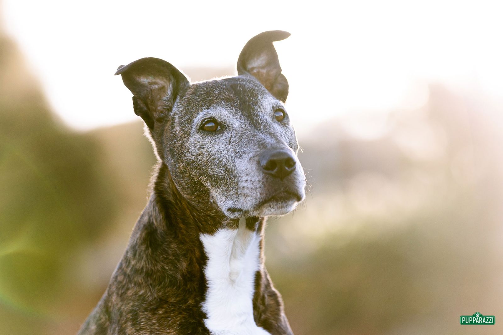 dog-photographer-melbourne