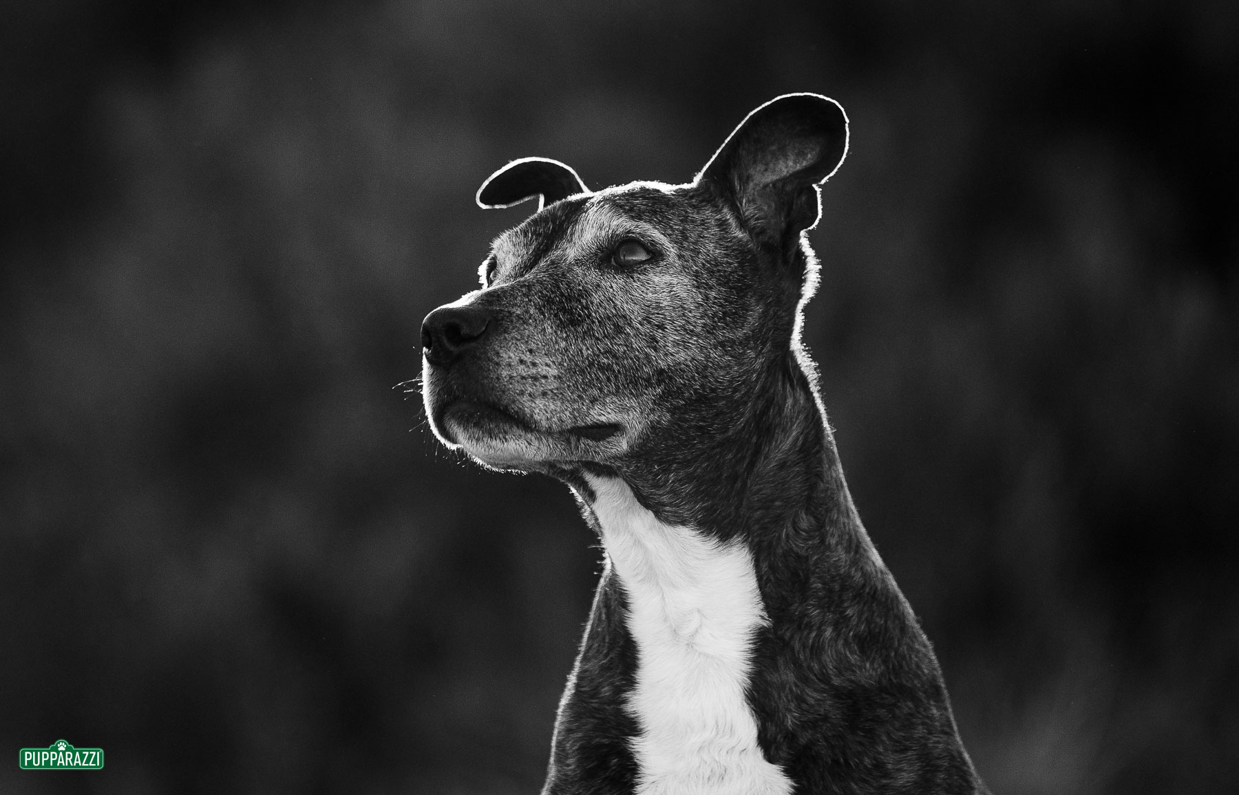 dog-photographer-melbourne