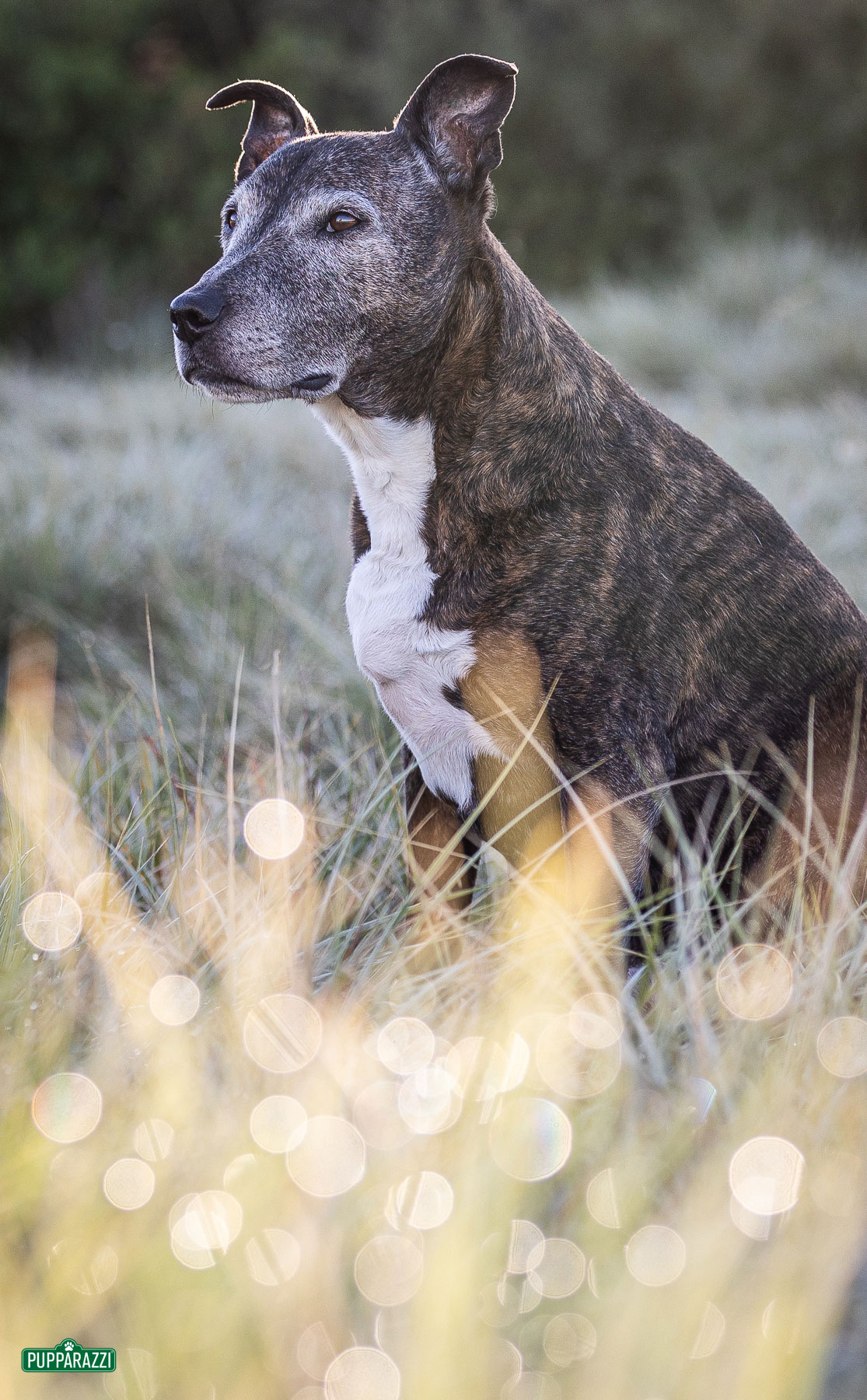 dog-photographer-melbourne