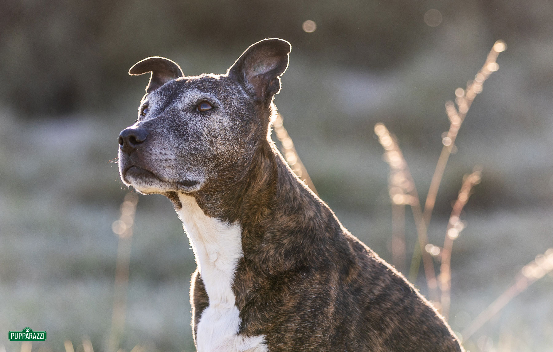 dog-photographer-melbourne