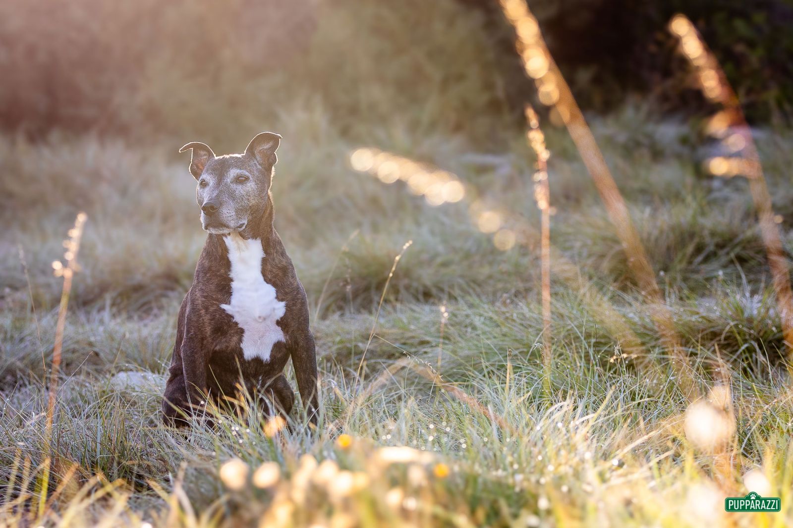 dog-photographer-melbourne