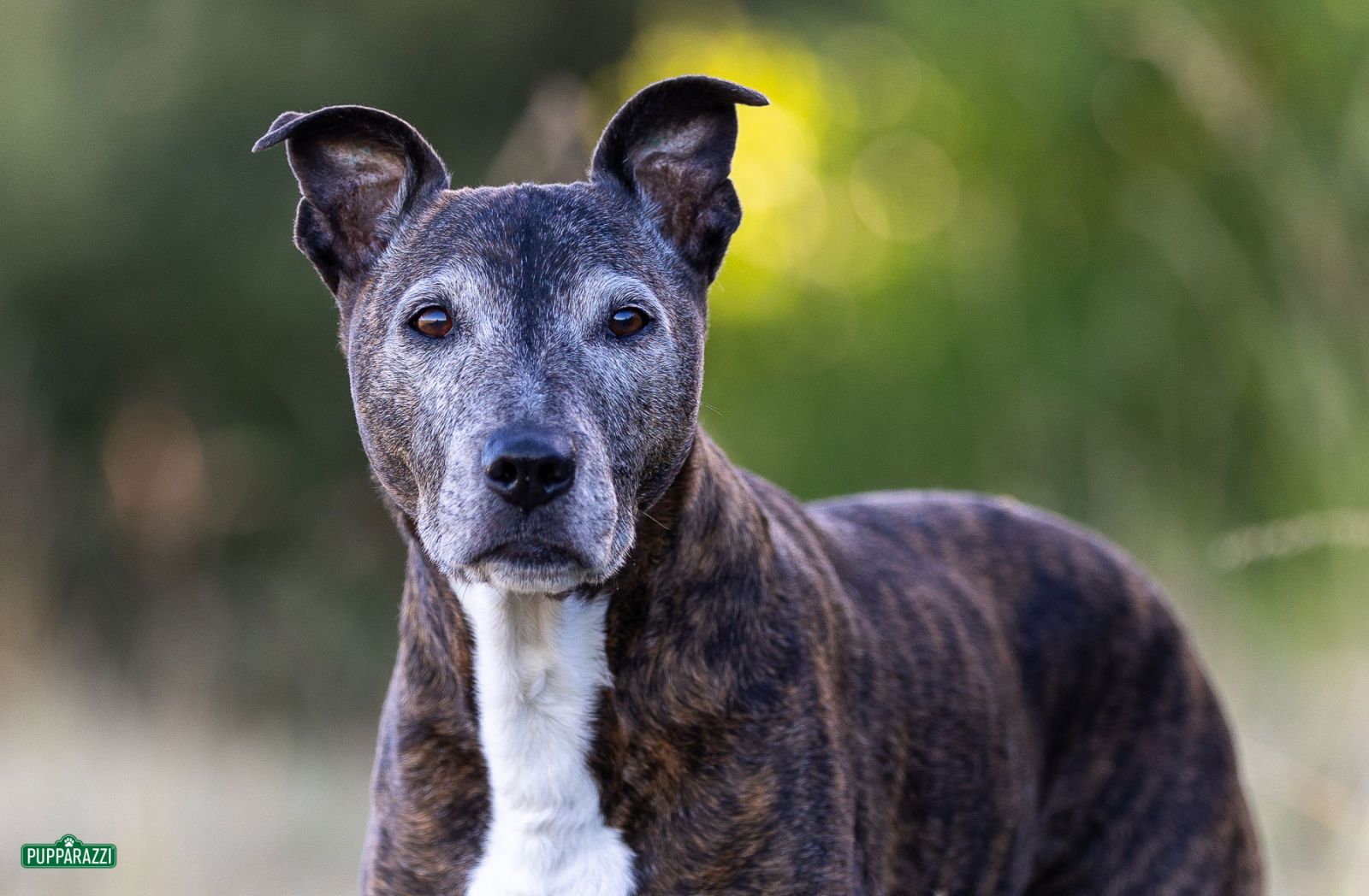 dog-photographer-melbourne